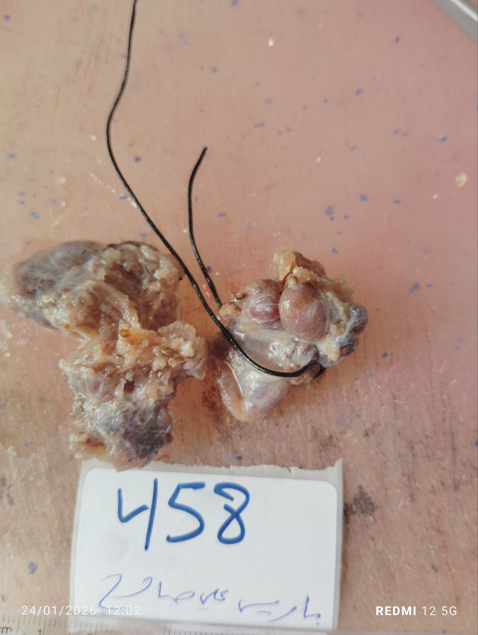 صورة التقرير