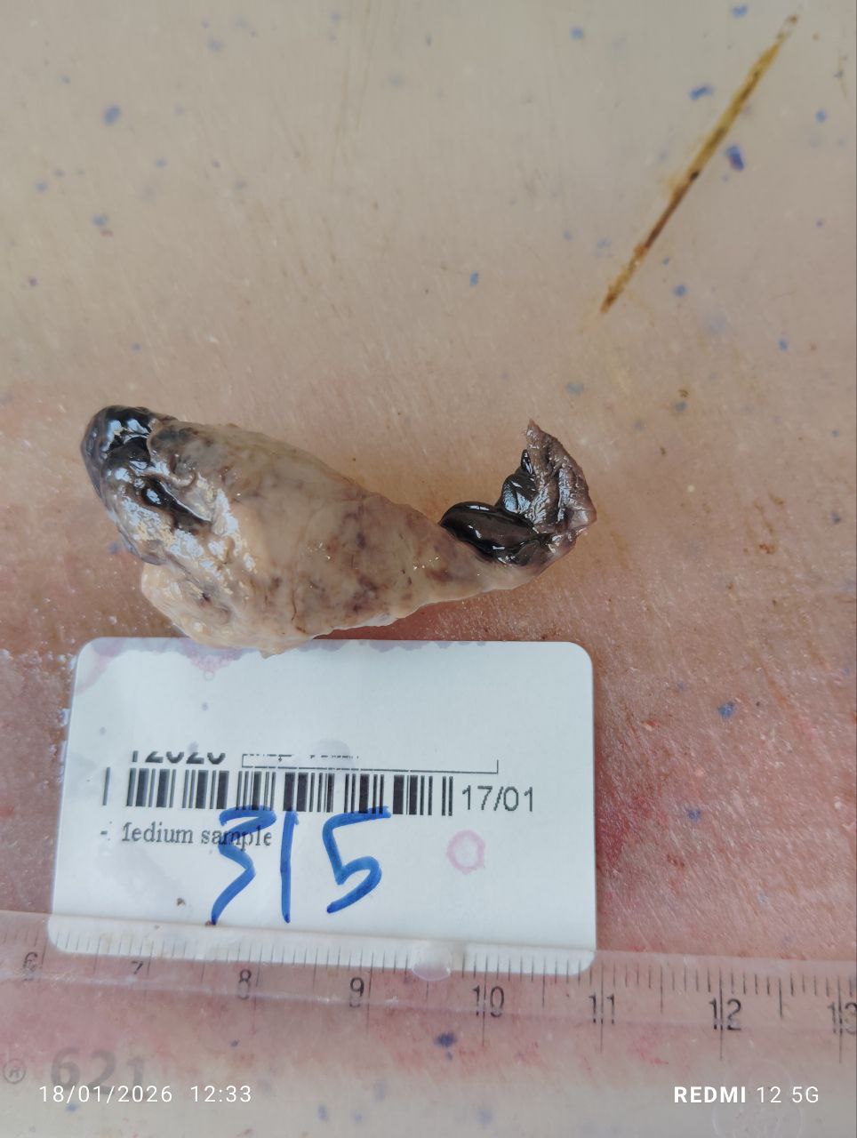 صورة التقرير