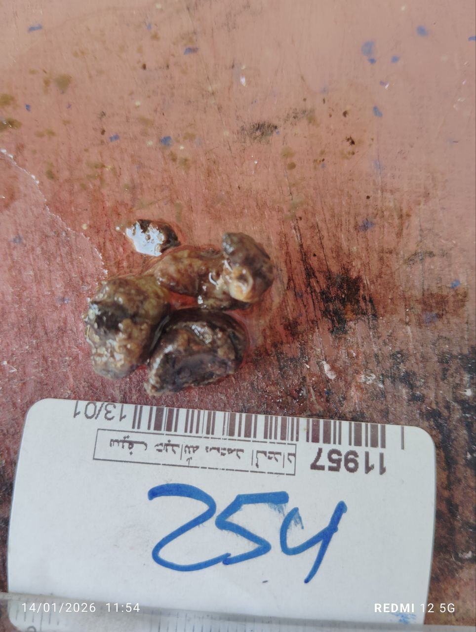 صورة التقرير