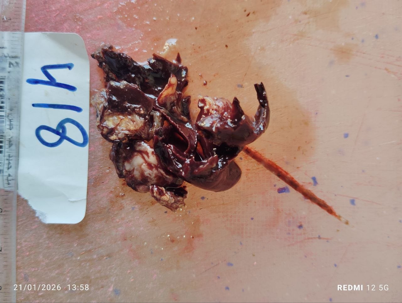 صورة التقرير