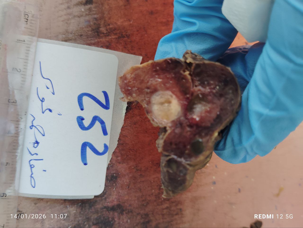 صورة التقرير