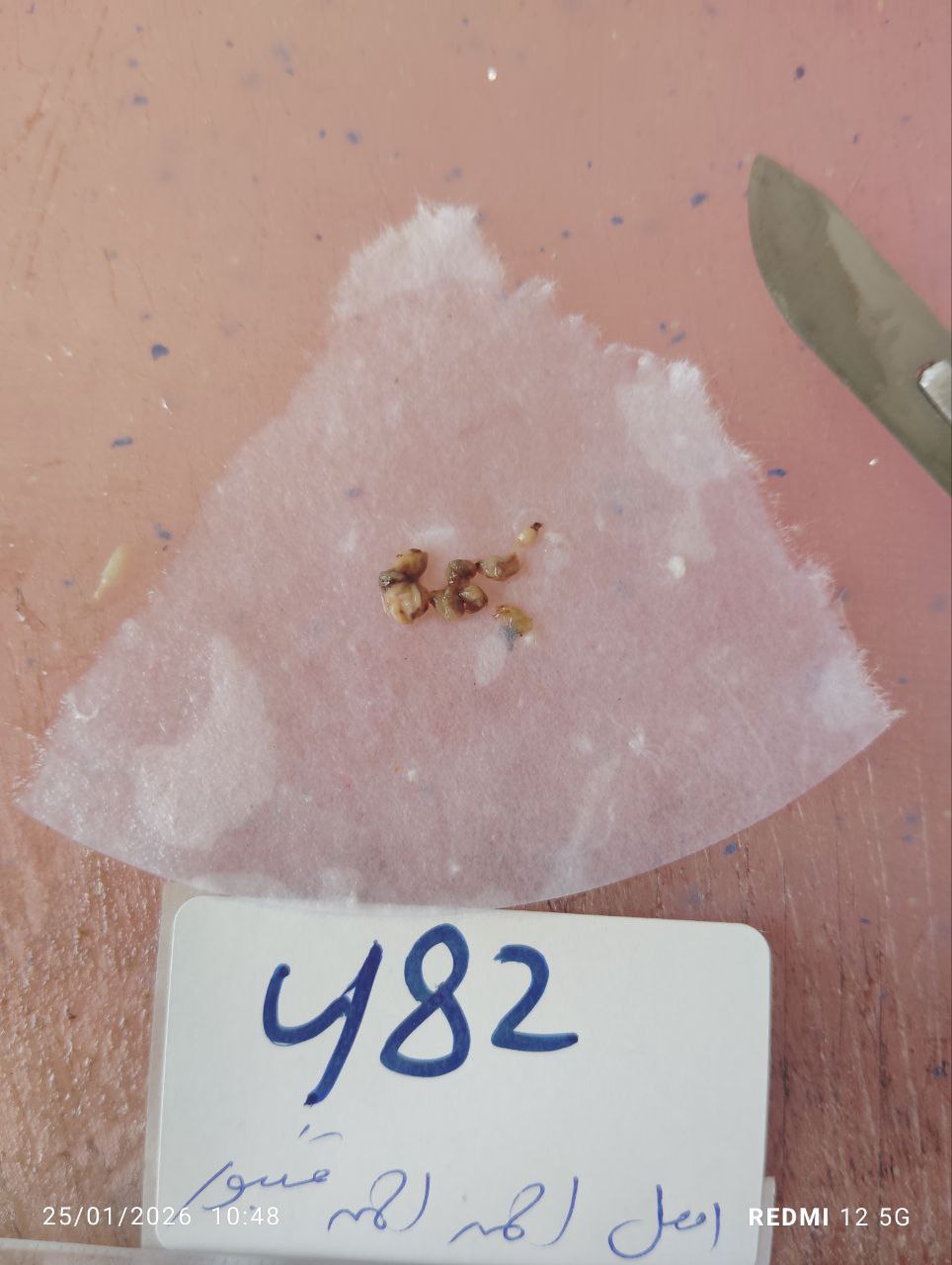 صورة التقرير